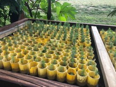Seedlings after one summer